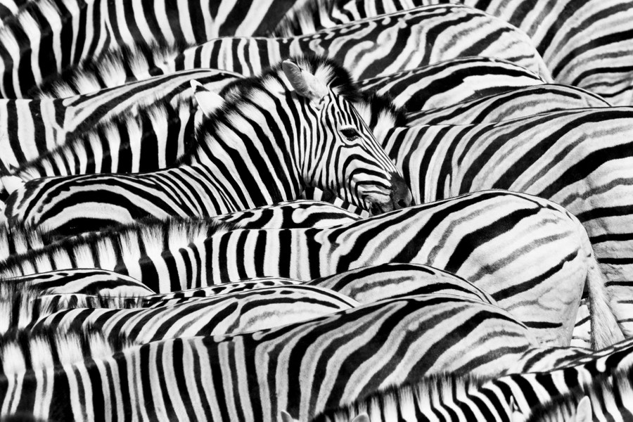 A herd of zebras stands close together, with one zebra's head sticking up above the rest.