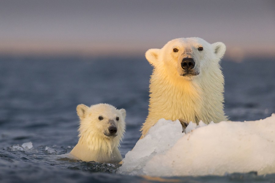Bear day