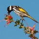 A white-cheeked honeyeater feeding on pink Grevillea flowers