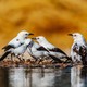 Southern pied babblers at a waterhole