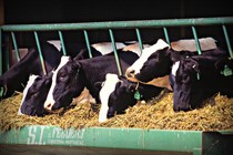 Holstein dairy cows