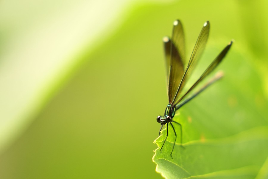 A damselfly perches on a leaf.