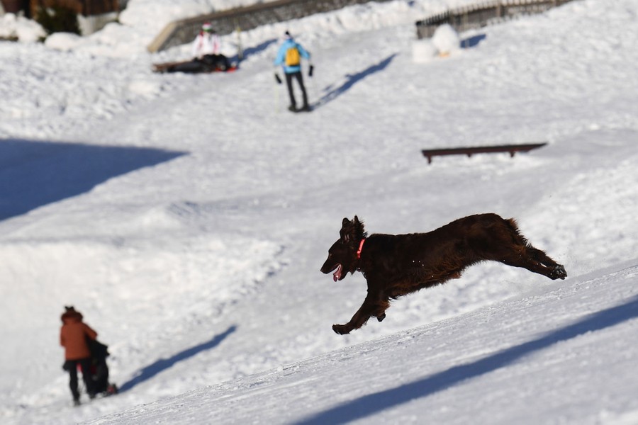 A dog bounds down a snowy hill.