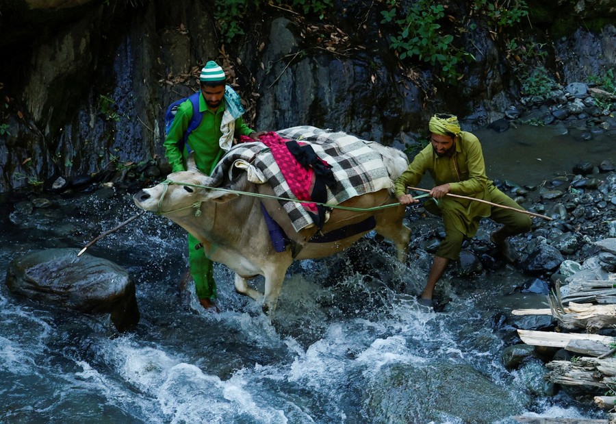 Two people try to stop a cow carrying a pack from entering a rushing river.