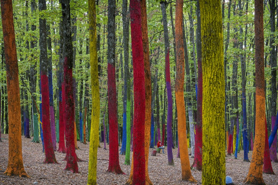 A person sits in a forest, among trees whose trunks have been painted many different colors.