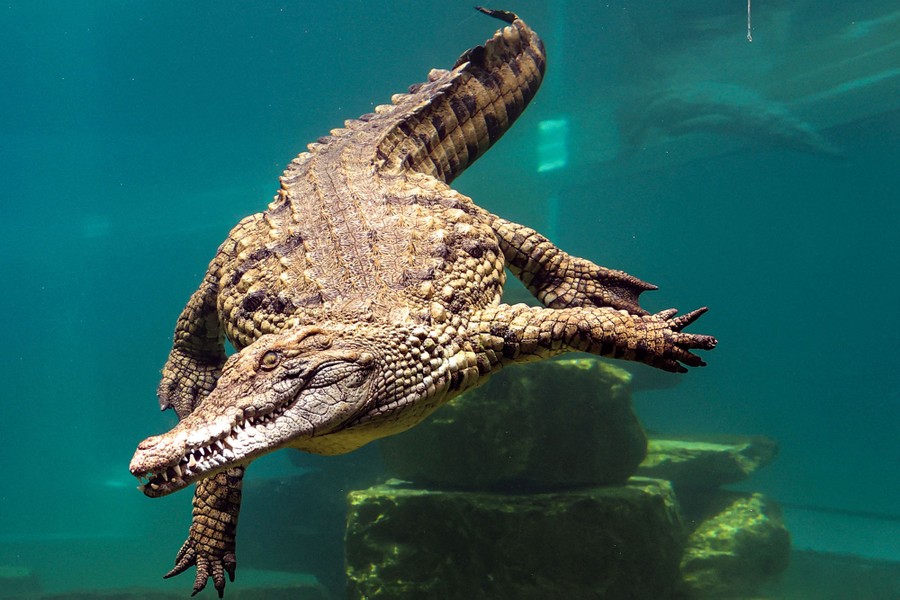 A crocodile swims behind the glass of an aquarium.