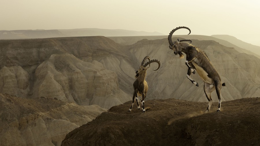 A pair of ibex prepare to butt heads while standing at the edge of a deep valley.