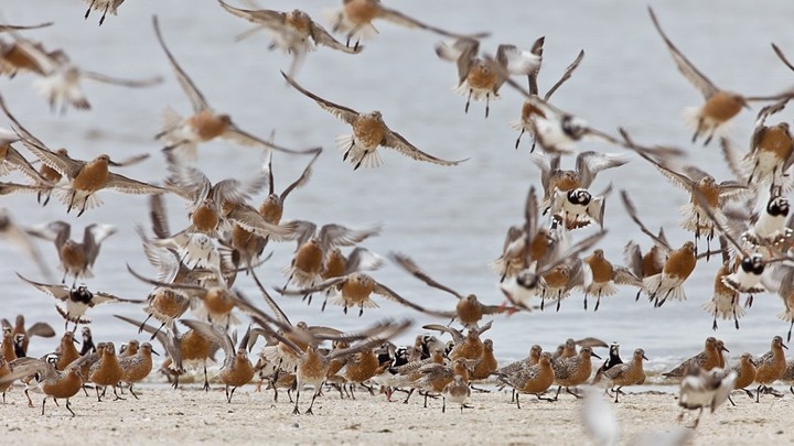 Tag And Release Tiny Tech Traces A Rare Bird S Path The Atlantic