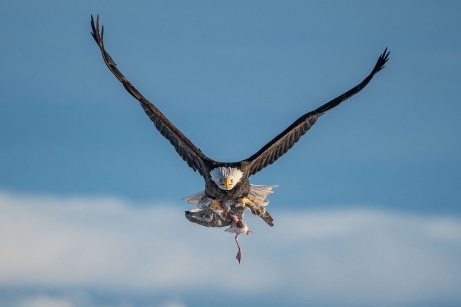 A bald eagle flies toward the camera, carrying the remains of a dead gull.