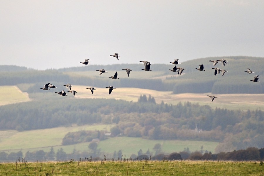 A flock of geese flies above a field.