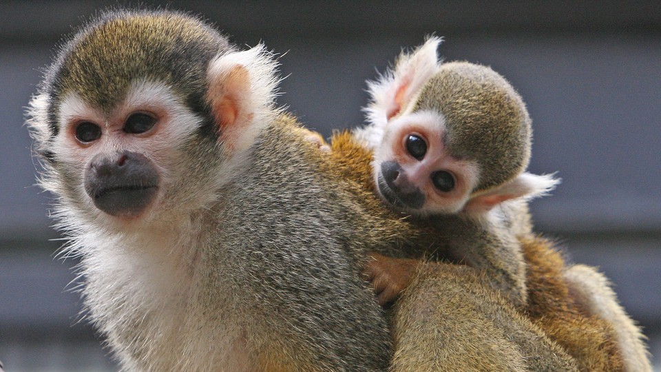 squirrel monkeys