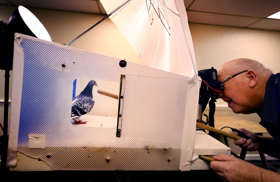 A photographer takes pictures of a pigeon in a well-lit box.