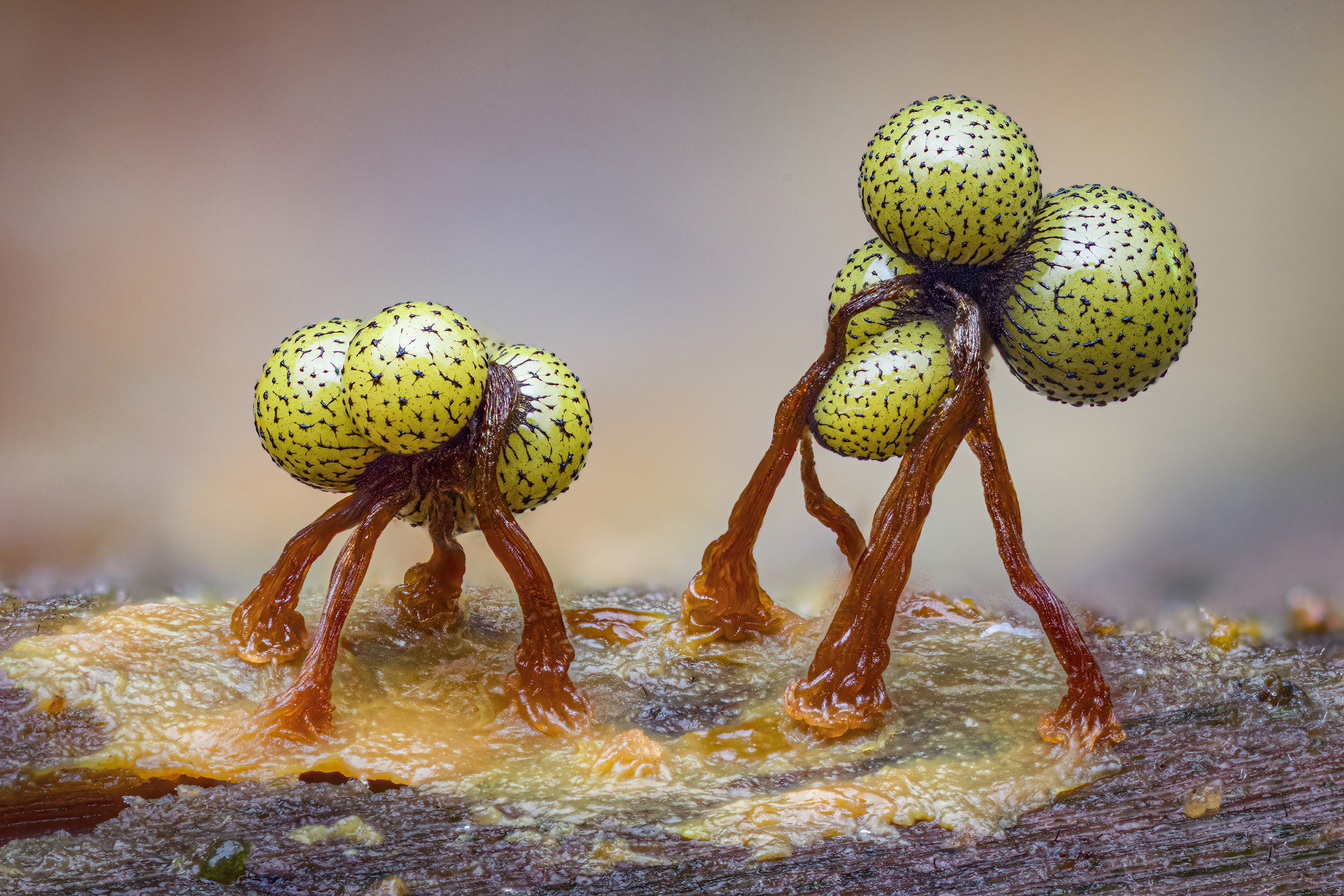 Two clusters of slime molds—tiny greenish spheres at the end of thin stalks