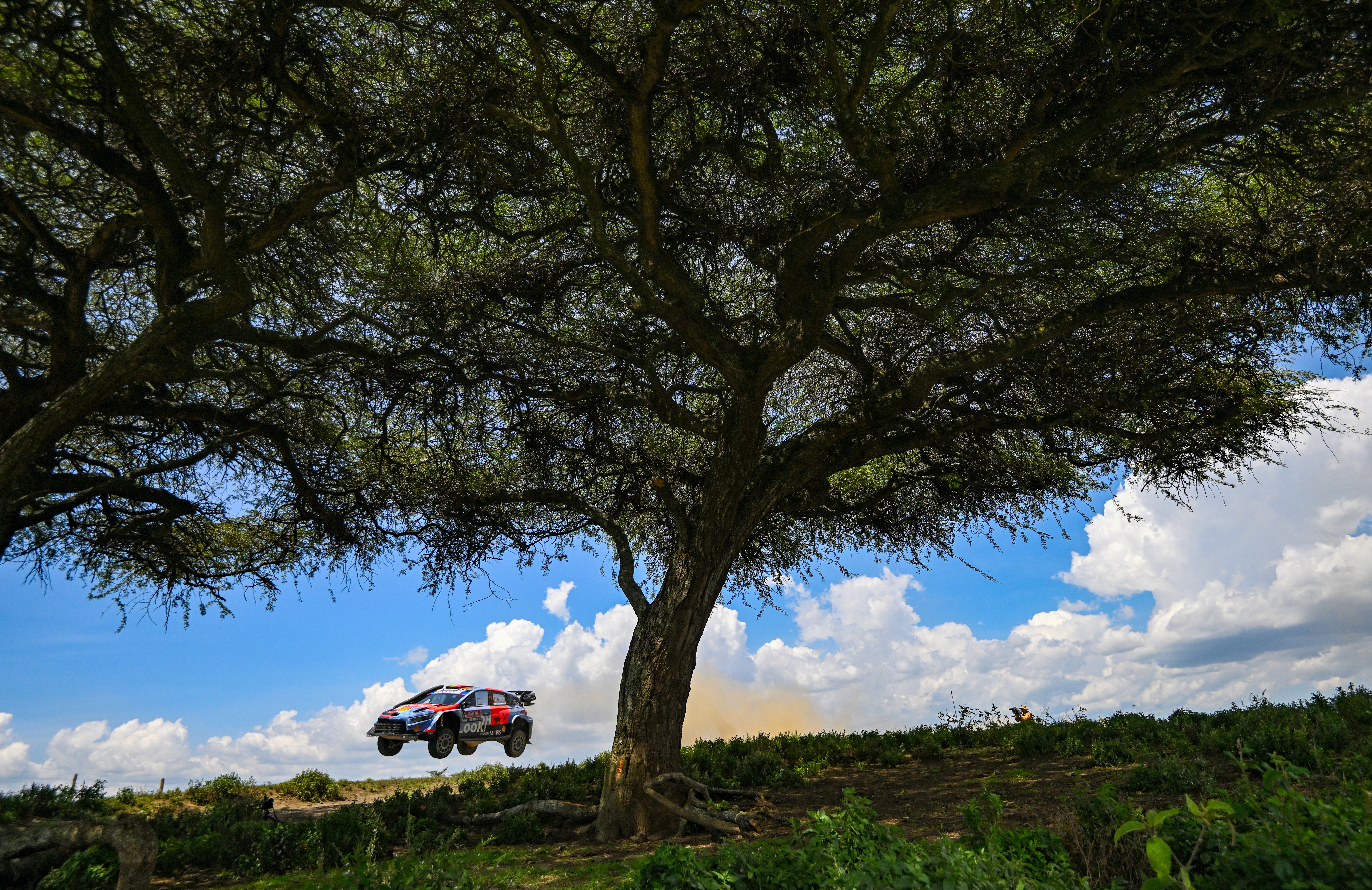 A rally car catches some air during a race, passing beneath broad-limbed trees.
