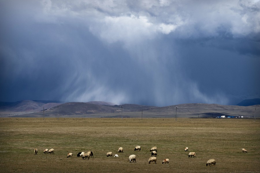Distant rainfall and clouds are seen above a plain; sheep graze in the foreground.