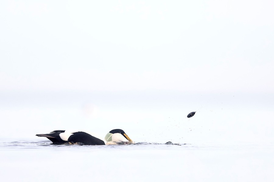 A swimming duck tries to grab a small mussel that gets away from it.
