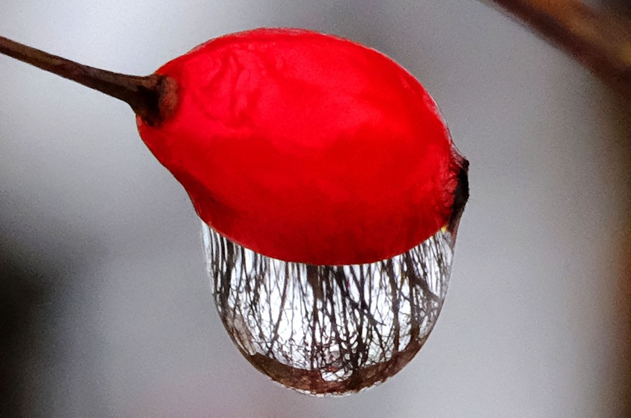 A water drop hangs from a red berry.