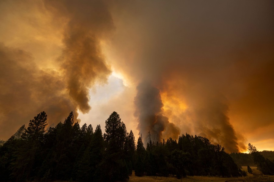Smoke rises in multiple columns above a forest.