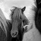 black-and-white photo of three ponies