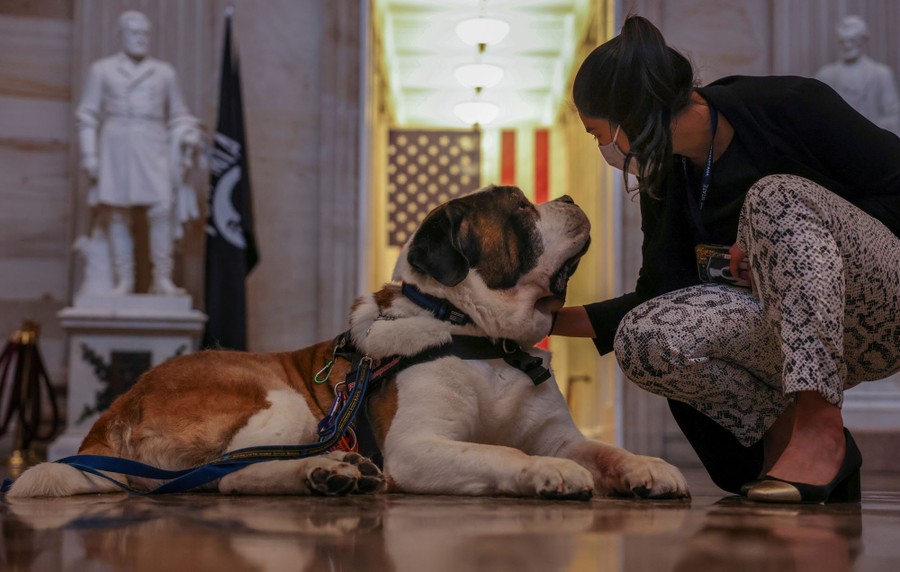 A woman kneels down to pet a large dog.