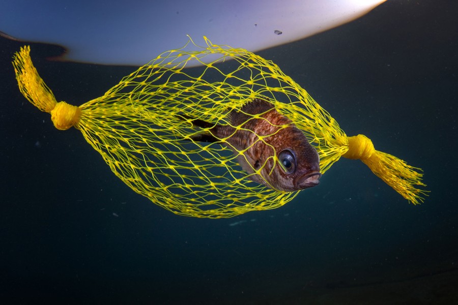 A small fish is trapped inside plastic netting just below the water's surface.