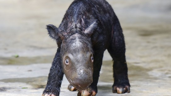 A small baby rhino, in a zoo, its body and legs covered in short dark fur