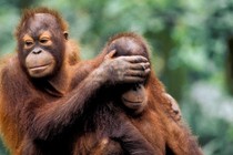 an orangutan covers the eyes of another orangutan from behind