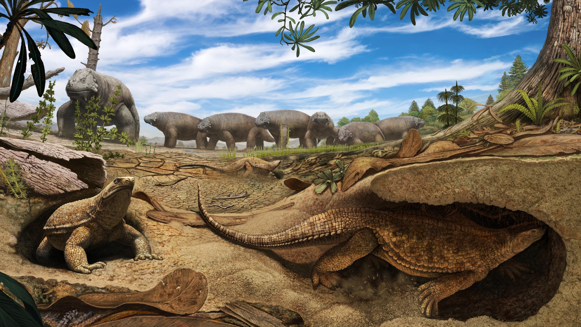 Why Do Turtles Have Shells? - The Atlantic