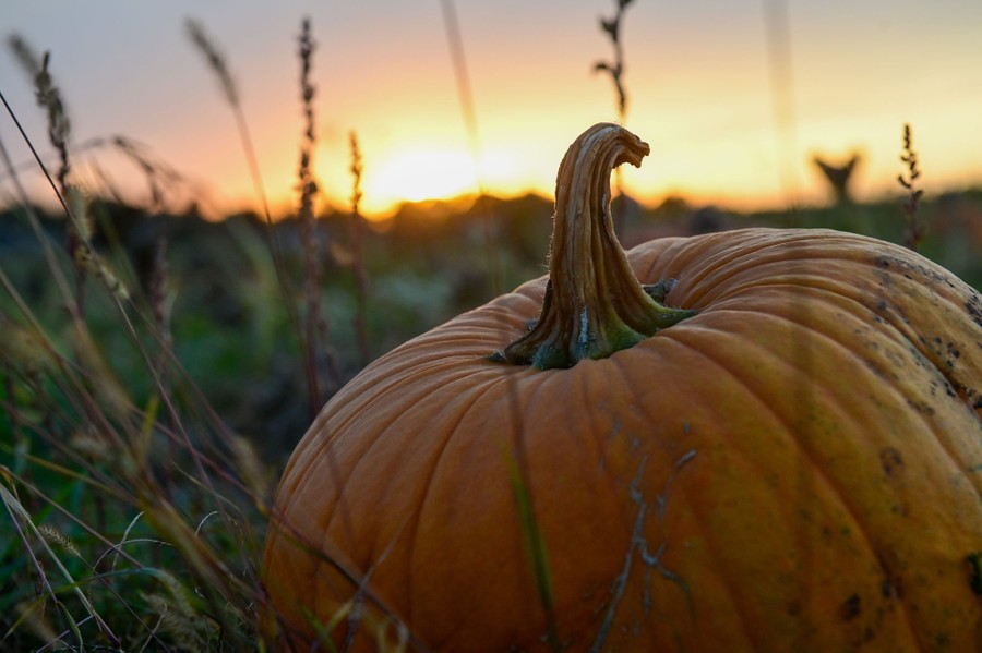 A close view of a pumpkin sitting in a field