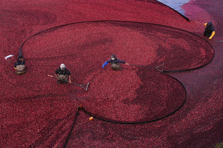 Workers position floating booms while harvesting cranberries in a bog.