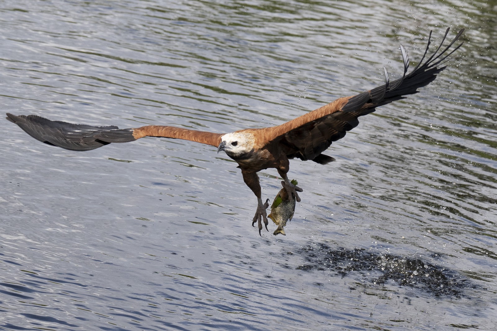 A hawk snatches a fish from water with one talon.