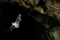 Color photo of Lesser Mouse Eared Bat (Myotis blythii) leaving cave roost to forage at night.