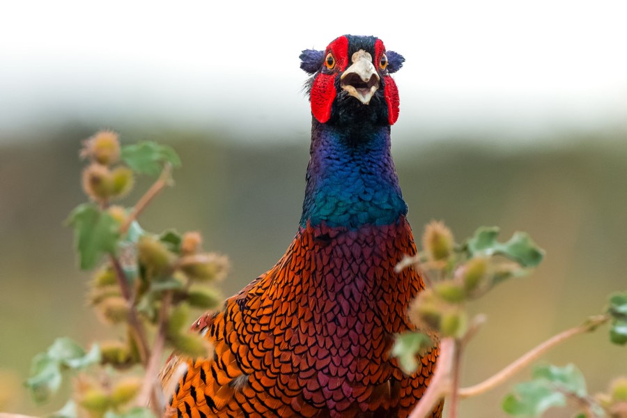 A pheasant, standing near small plants