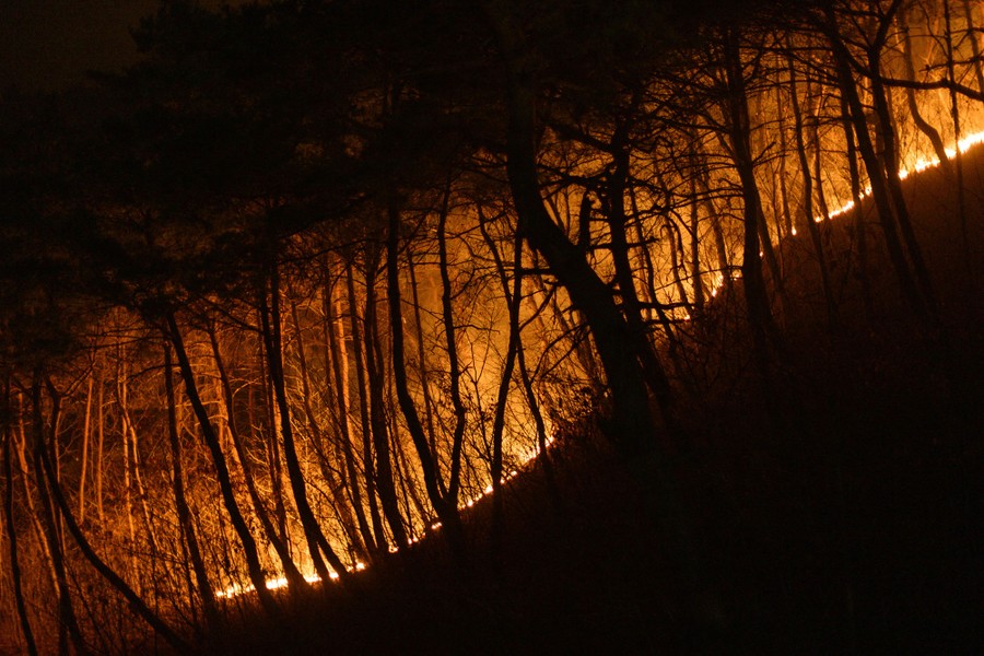 A wildfire burns through a forested area, seen at night.