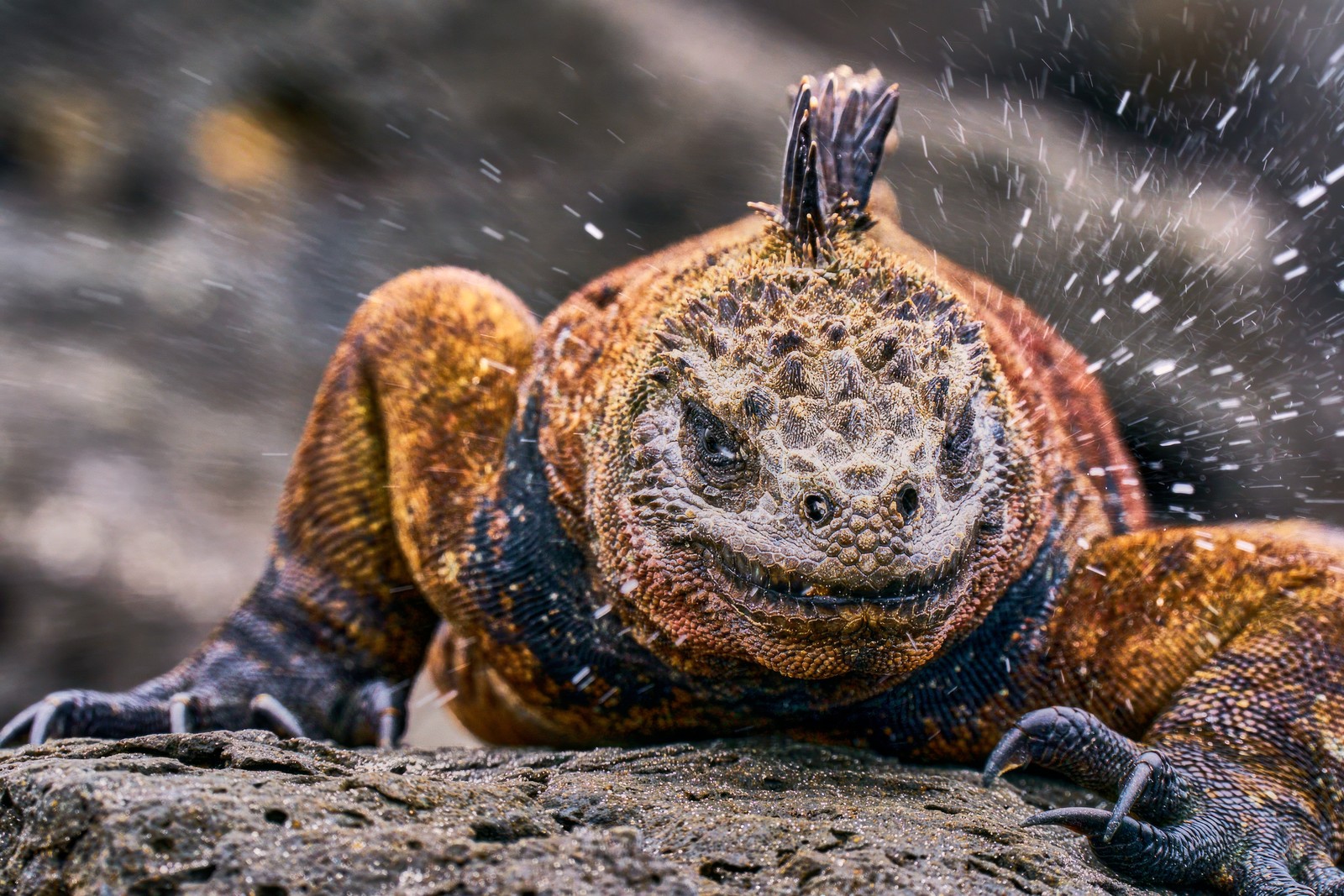 Water droplets fly from a 'sneezing' marine iguana on a rock.