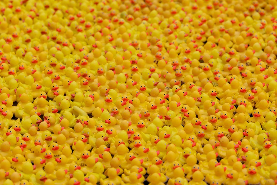 Hundreds of yellow rubber ducks float side by side, filling the photo.