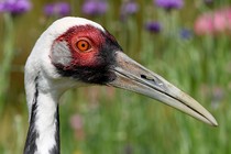 Walnut the white-naped crane