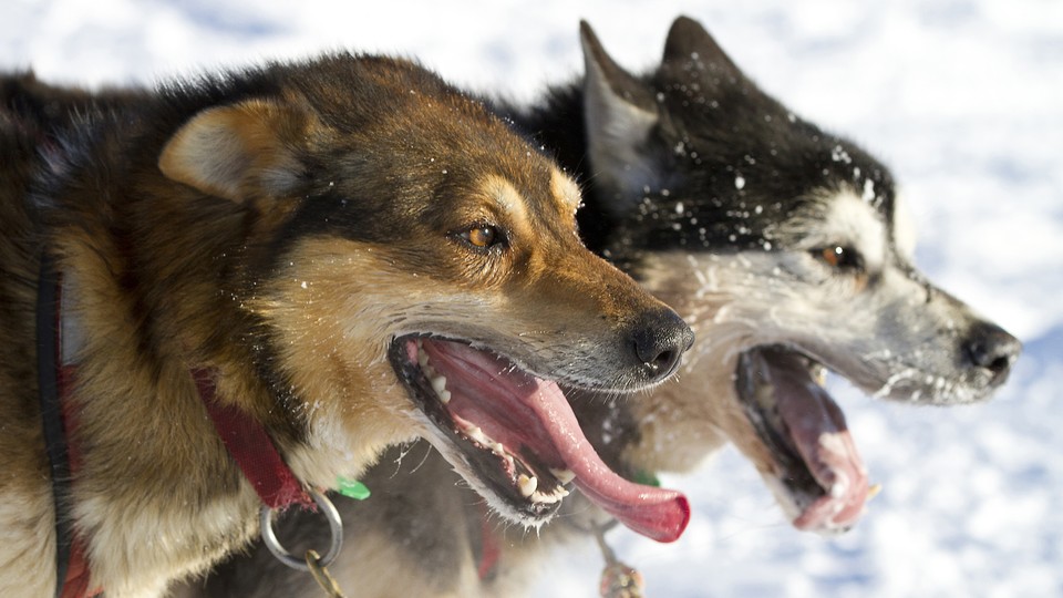 Two sled dogs in the snow