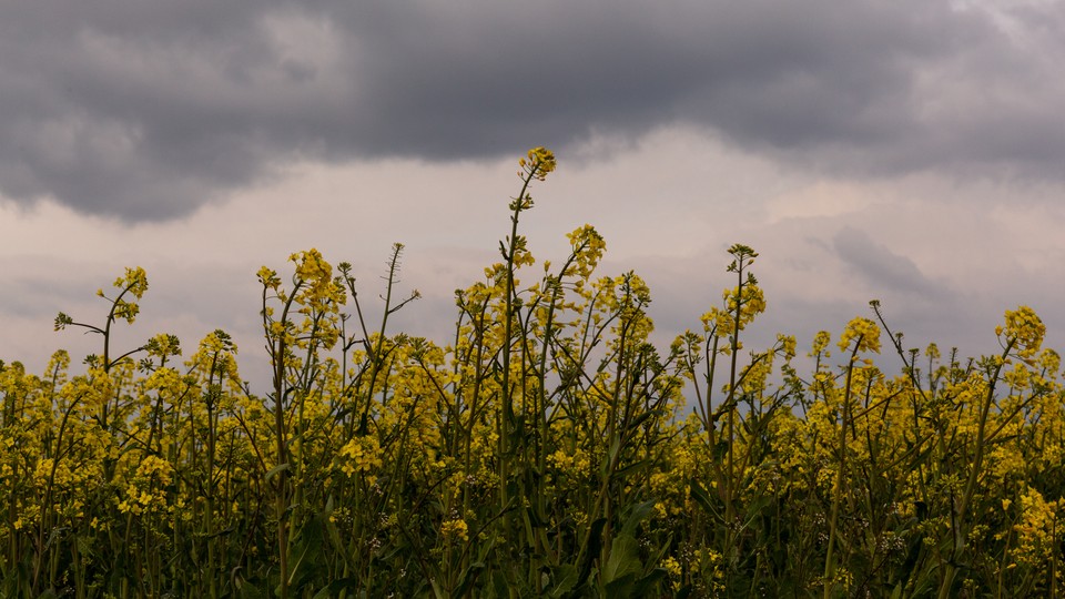 Flowers with ominous clouds in the background.