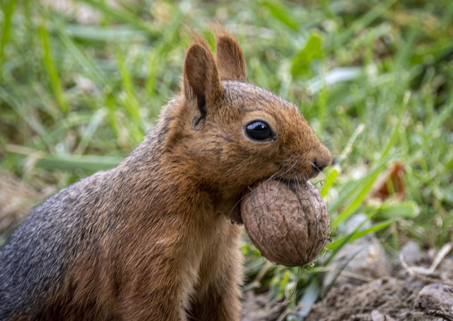 A squirrel carries a large nut.