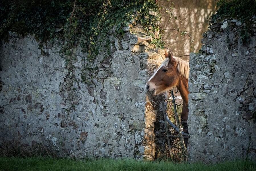 A horse looks out through a gap in a stone wall.