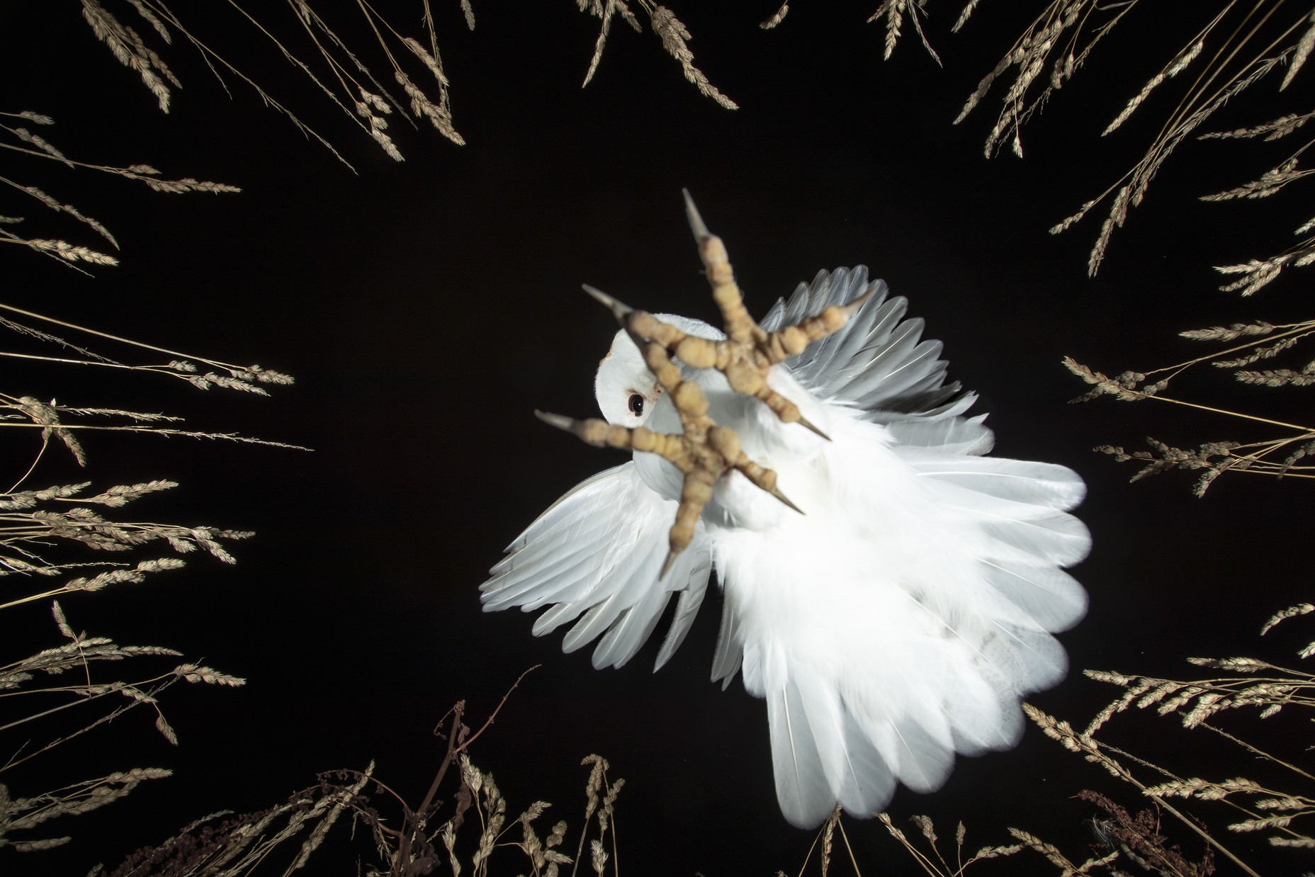 Winners of the 2026 World Nature Photography Awards - The Atlantic
