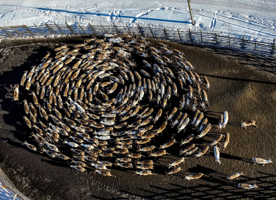 An aerial view of a herd of reindeer moving about in a circular pattern.