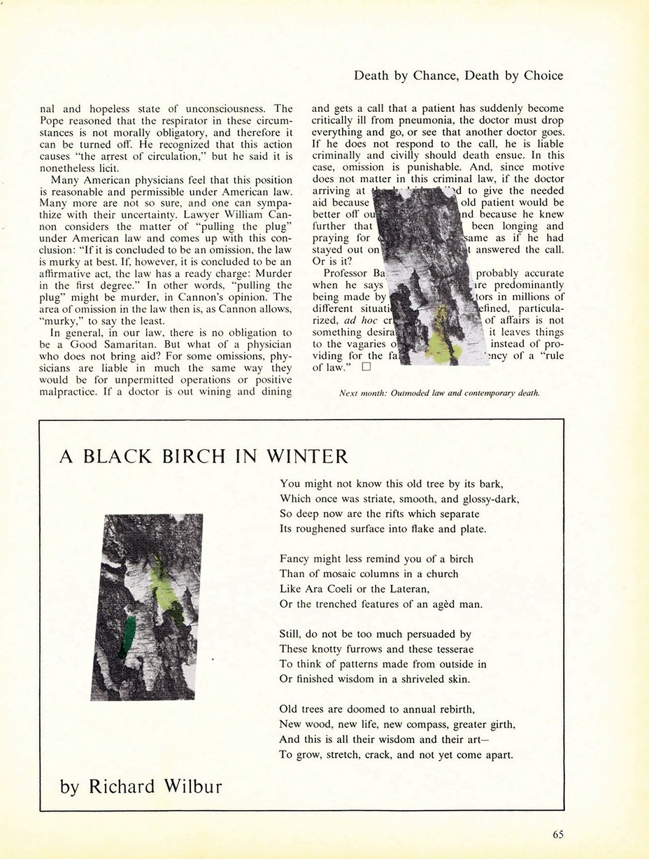 The original magazine page with two pictures of birch bark, with green splotches 