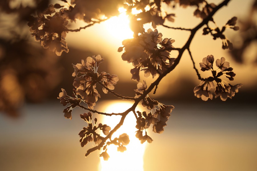 The sun rises over blooming cherry blossoms.