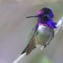 A male Costa's hummingbird