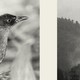 Black-and-white bird in one panel and mountains in the other panel