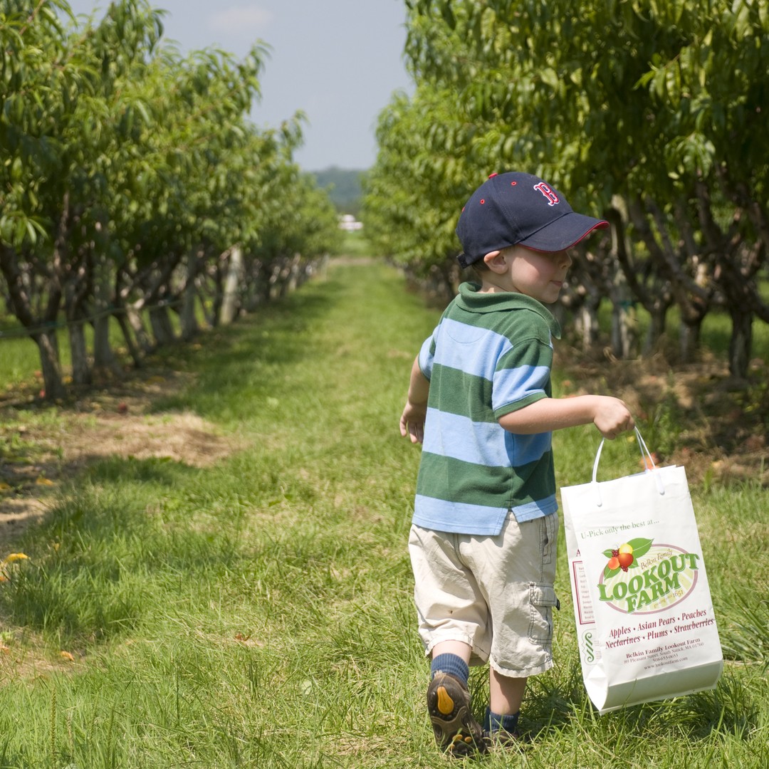What Do Professional Apple Farmers Think of People Who Pick ...
