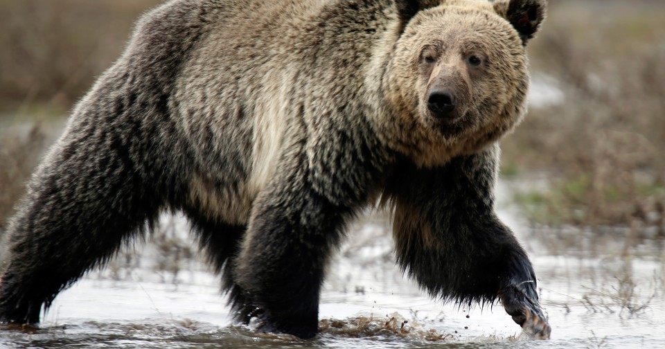 Mama Bears Use Humans To Keep Their Cubs Safe, Science