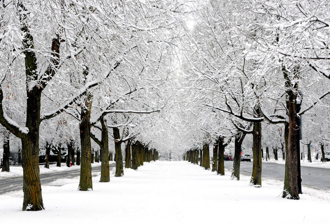 Arbres dans la neige